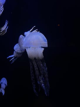 沖縄美ら海水族館に投稿された画像（2022/8/8）