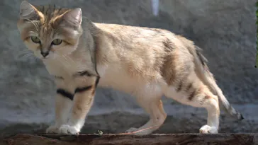 神戸どうぶつ王国に投稿された画像（2022/8/8）