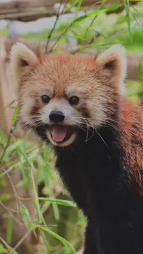 神戸どうぶつ王国に投稿された画像（2022/8/8）