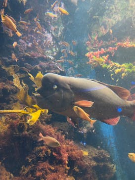 新江ノ島水族館に投稿された画像（2022/8/8）