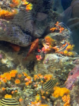 新江ノ島水族館に投稿された画像（2022/8/8）