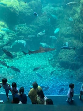 新江ノ島水族館に投稿された画像（2022/8/8）