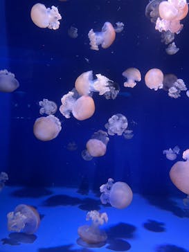 新江ノ島水族館に投稿された画像（2022/8/8）