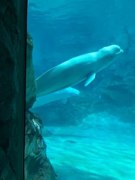 名古屋港水族館に投稿された画像（2022/8/8）