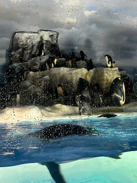 名古屋港水族館に投稿された画像（2022/8/8）