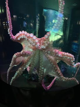 サンシャイン水族館に投稿された画像（2022/8/8）