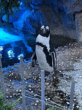 サンシャイン水族館に投稿された画像（2022/8/8）