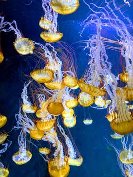 新江ノ島水族館に投稿された画像（2022/8/8）