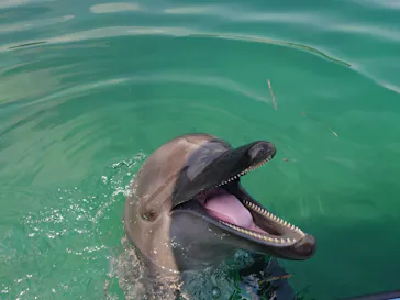 うみたま体験パーク 「つくみイルカ島」に投稿された画像（2022/8/9）