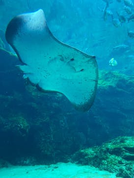 九十九島パールシーリゾートに投稿された画像（2022/8/9）