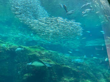 九十九島パールシーリゾートに投稿された画像（2022/8/9）