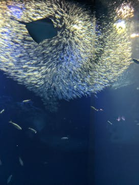 アクアワールド茨城県大洗水族館に投稿された画像（2022/8/9）