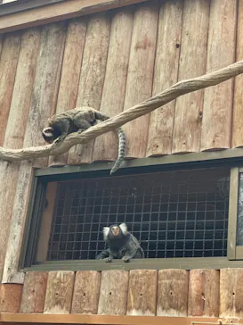 神戸どうぶつ王国に投稿された画像（2022/8/9）