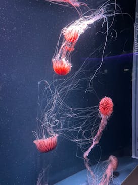京都水族館に投稿された画像（2022/8/9）