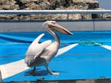 大分マリーンパレス水族館 「うみたまご」に投稿された画像（2022/8/9）