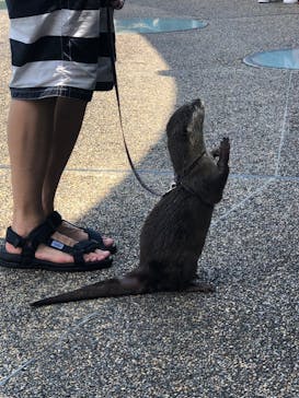 大分マリーンパレス水族館 「うみたまご」に投稿された画像（2022/8/9）