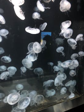 伊豆・三津シーパラダイスに投稿された画像（2022/8/9）