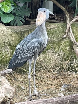 那須どうぶつ王国に投稿された画像（2022/8/9）