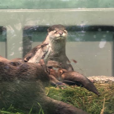 サンシャイン水族館に投稿された画像（2022/8/9）