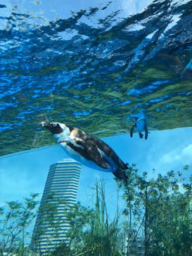 サンシャイン水族館に投稿された画像（2022/8/9）