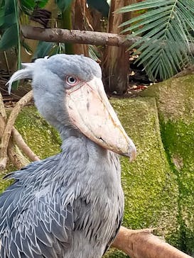 那須どうぶつ王国に投稿された画像（2022/8/9）