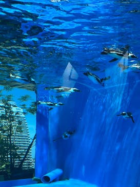 サンシャイン水族館に投稿された画像（2022/8/9）