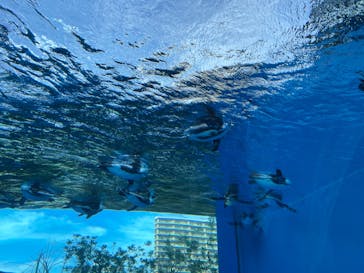 サンシャイン水族館に投稿された画像（2022/8/9）