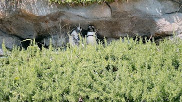 サンシャイン水族館に投稿された画像（2022/8/9）