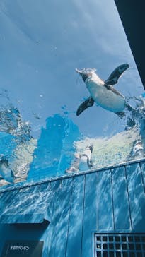 サンシャイン水族館に投稿された画像（2022/8/9）