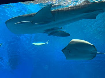沖縄美ら海水族館に投稿された画像（2022/8/9）