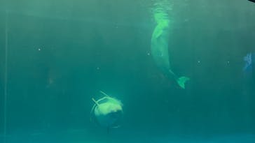 島根県立 しまね海洋館に投稿された画像（2022/8/9）