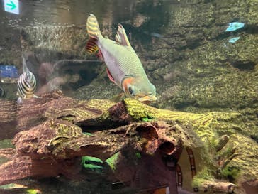 サンシャイン水族館に投稿された画像（2022/8/9）