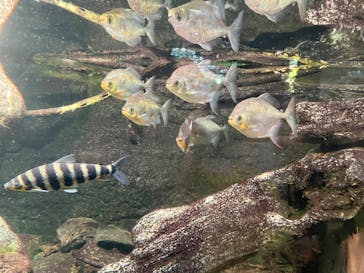 サンシャイン水族館に投稿された画像（2022/8/9）