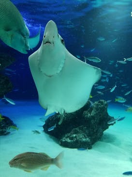 サンシャイン水族館に投稿された画像（2022/7/28）
