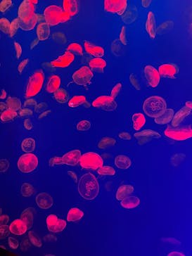 大分マリーンパレス水族館 「うみたまご」に投稿された画像（2022/8/9）