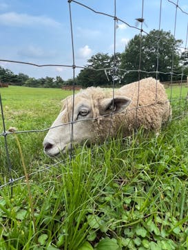 那須どうぶつ王国に投稿された画像（2022/8/9）