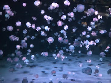 京都水族館に投稿された画像（2022/8/9）