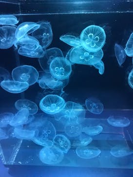 京都水族館に投稿された画像（2022/8/9）