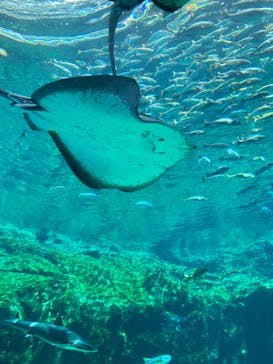 九十九島パールシーリゾートに投稿された画像（2022/8/9）