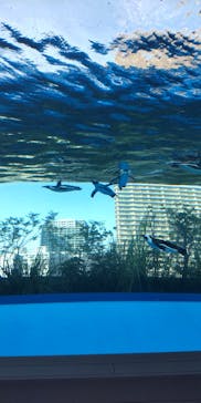 サンシャイン水族館に投稿された画像（2022/8/9）