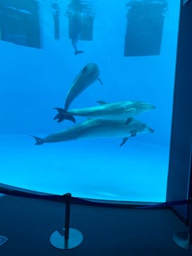名古屋港水族館に投稿された画像（2022/8/9）