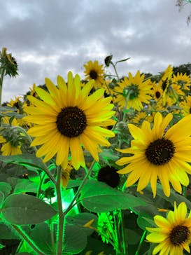 せんだい農業園芸センター　みどりの杜に投稿された画像（2022/8/9）