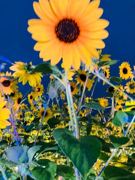 せんだい農業園芸センター　みどりの杜に投稿された画像（2022/8/9）