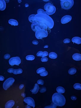 環境水族館アクアマリンふくしまに投稿された画像（2022/8/9）