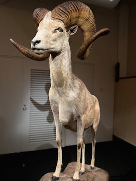 国立科学博物館に投稿された画像（2022/8/9）