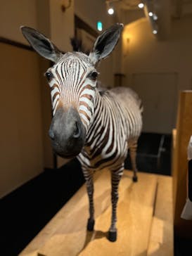 国立科学博物館に投稿された画像（2022/8/9）