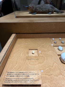 国立科学博物館に投稿された画像（2022/8/9）