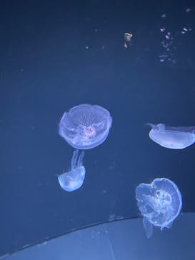 サンシャイン水族館に投稿された画像（2022/8/9）