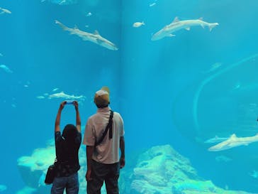 アクアワールド茨城県大洗水族館に投稿された画像（2022/8/9）