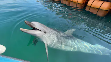 うみたま体験パーク 「つくみイルカ島」に投稿された画像（2022/8/9）